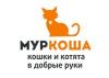 Приют для кошек Муркоша